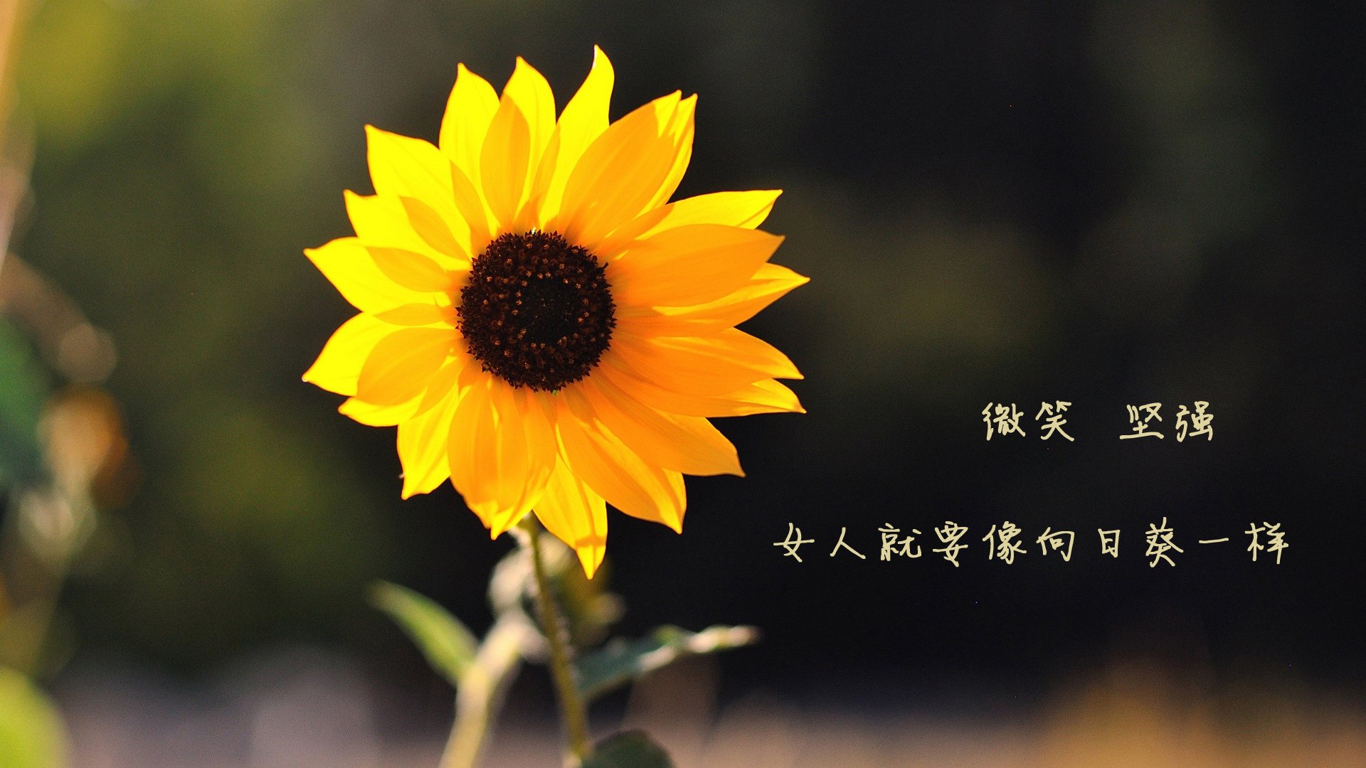 _76人防守反击,全场压倒猛龙_,76人对战