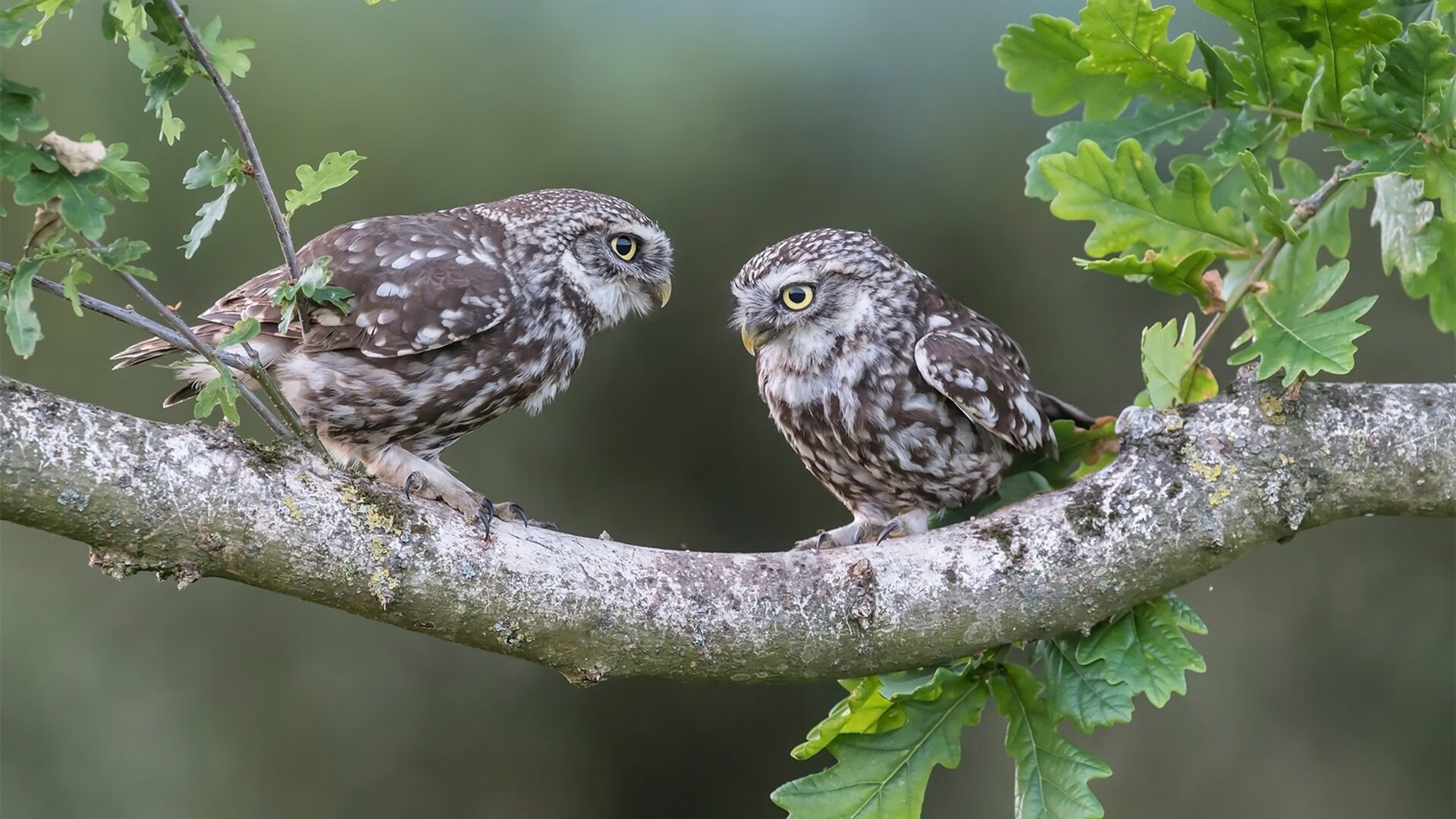 QQ飞车“极速之巅”年度总决战即将点燃全场，qq飞车极速之巅在哪
