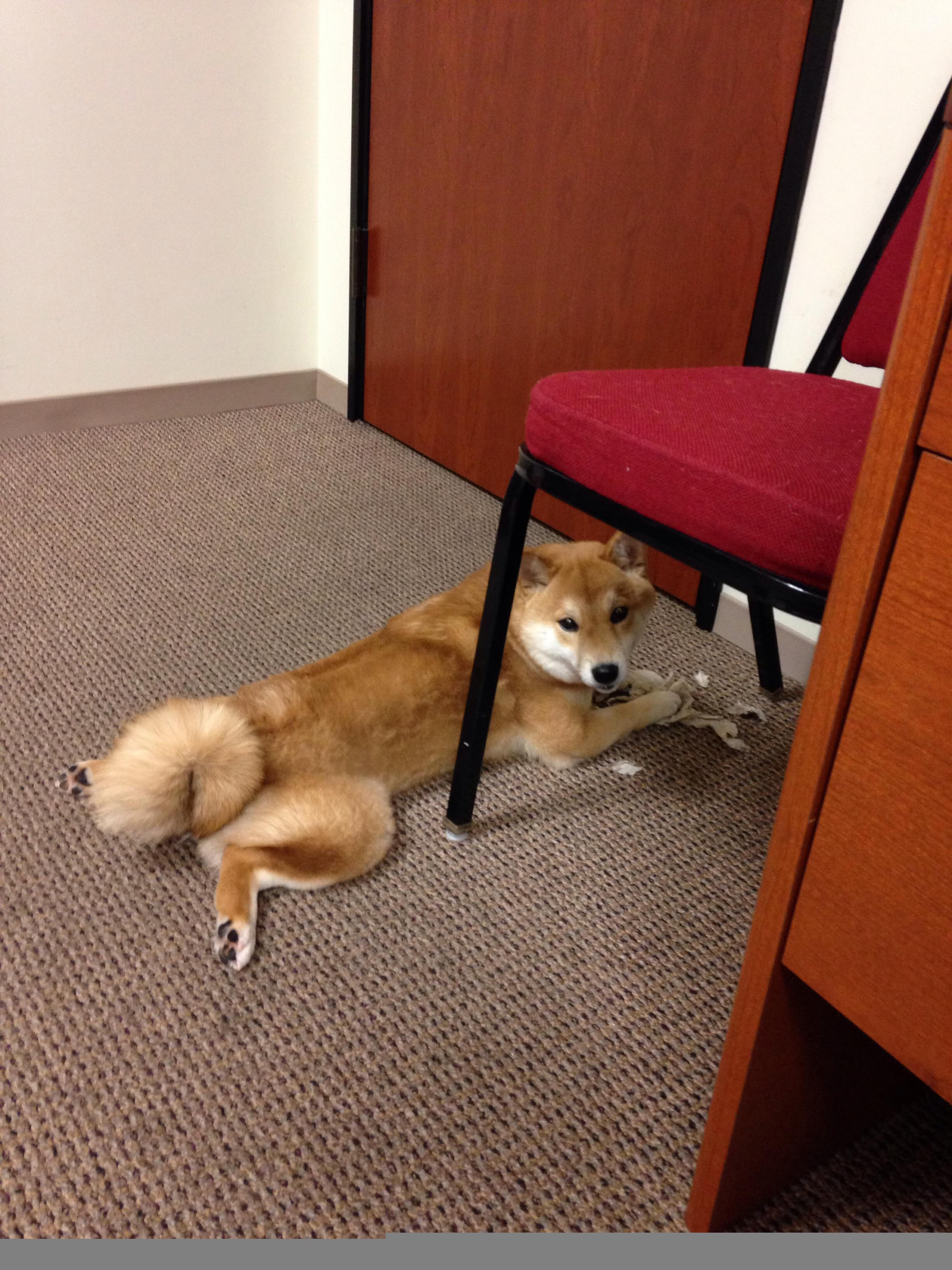 “未来赛车:自主驾驶引领速度新革命”,未来概念赛车