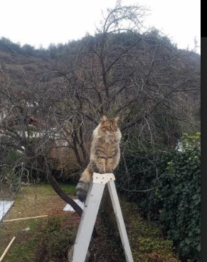 “西甲积分形势扑朔迷离,精彩不断”,西甲积分榜2020.2021积分榜