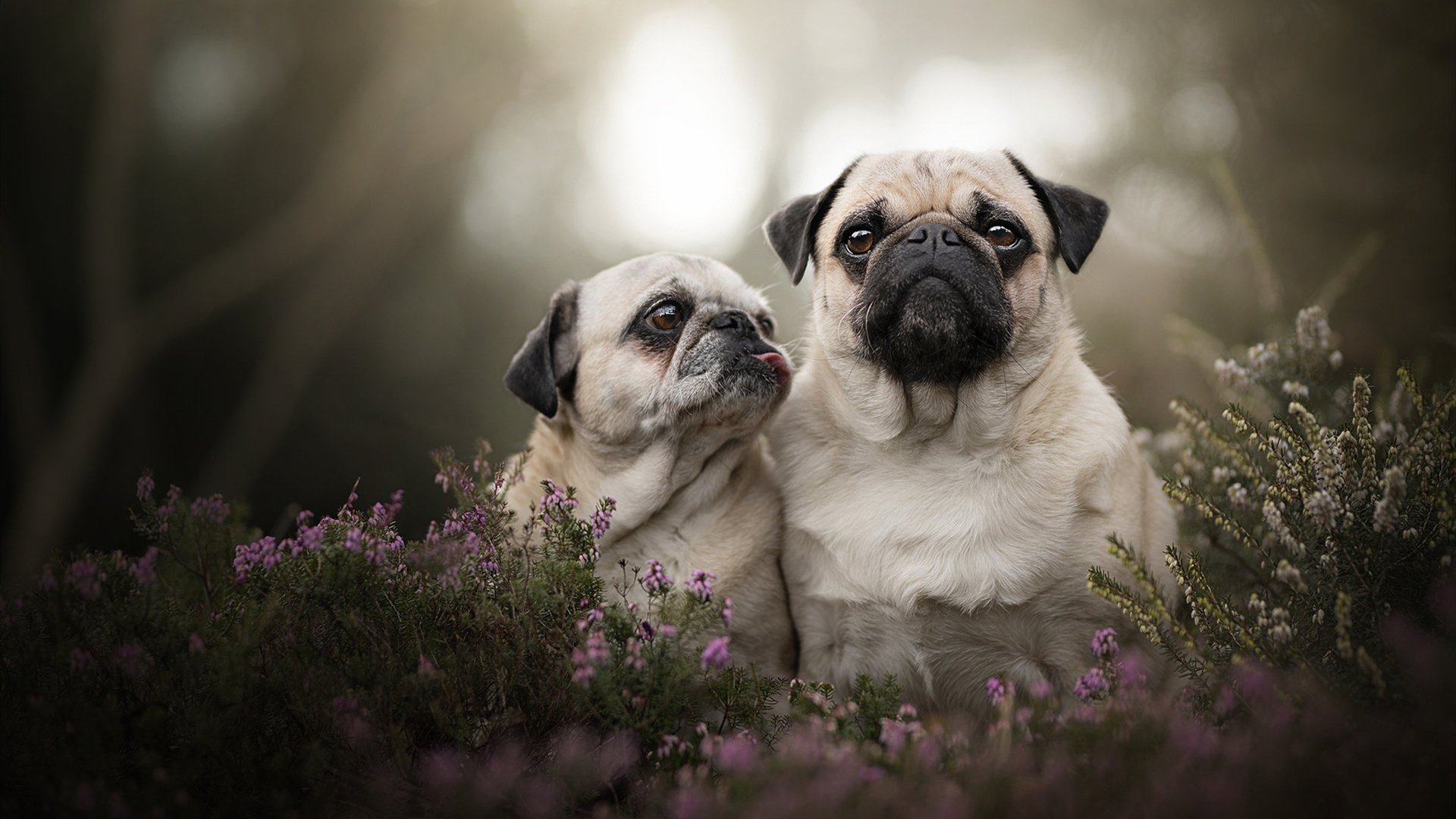 KAIYUN 中国大陆-【青训故事】丁俊晖：年少成名的成长记忆，你认识丁俊晖吗