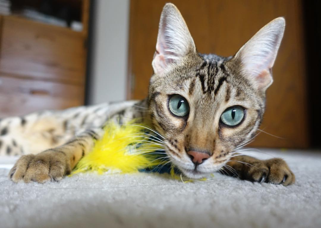 三分球命中率:北京队38%,外线火力全开!,三分球命中记录