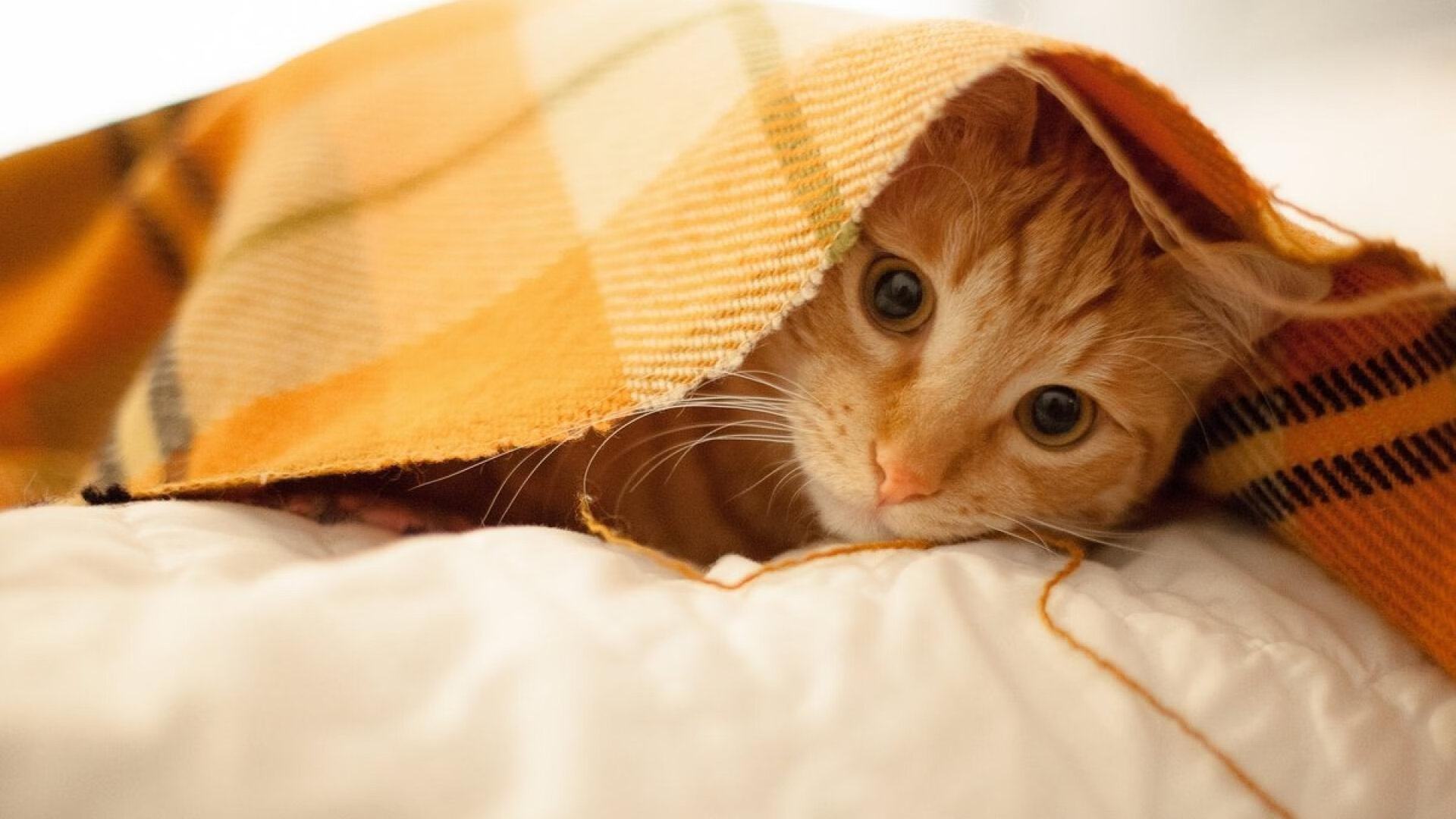 开云体育APP下载-电竞选手收入排行榜：谁是电竞吸金王？，电竞选手真实收入