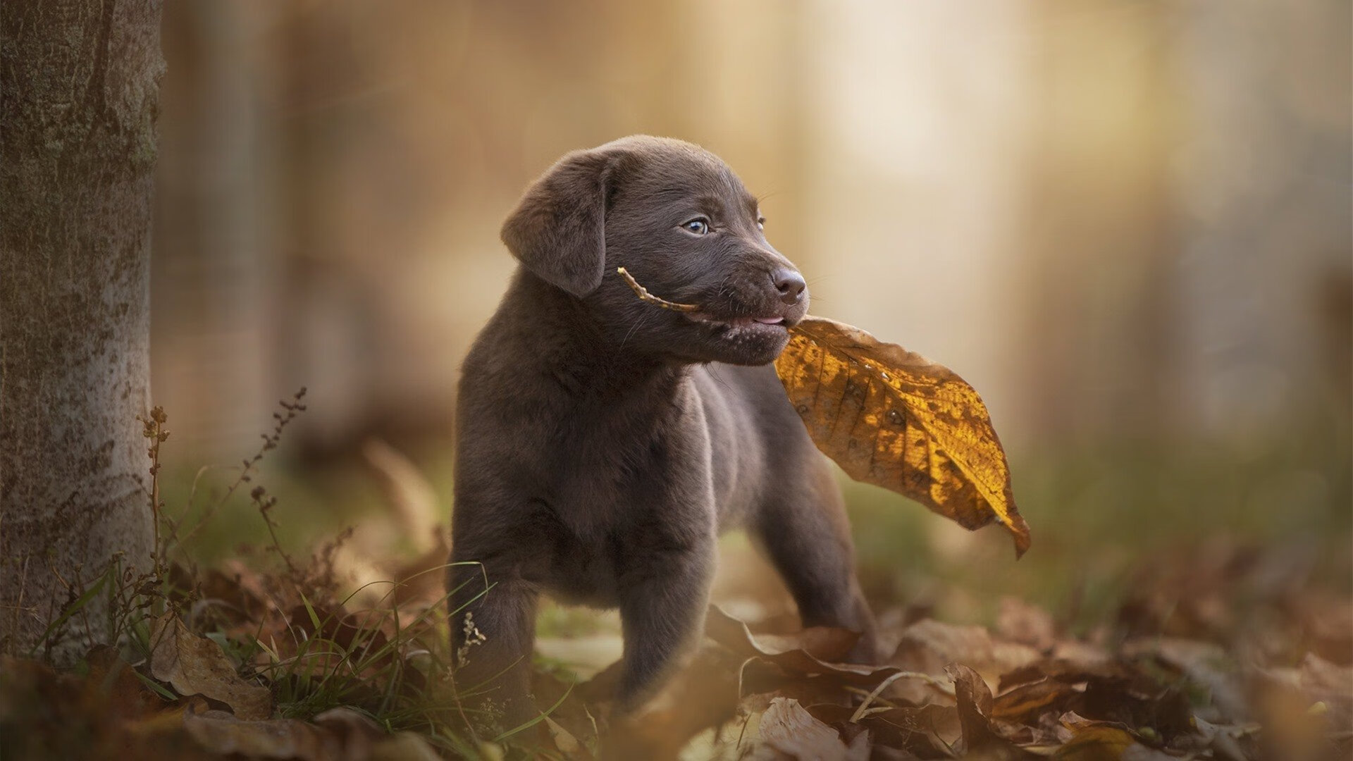 篮球赛事直播平台功能优化升级,篮球球赛直播app有哪些