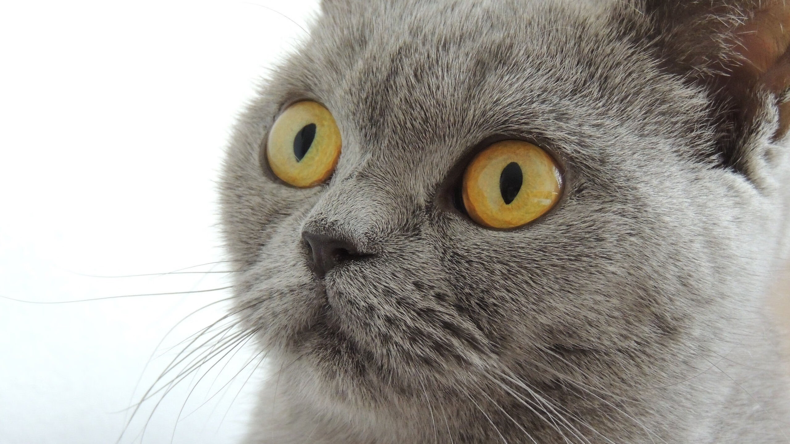 开云网页版-EDG赛季开局表现强劲，edg赛季开局表现强劲的球员