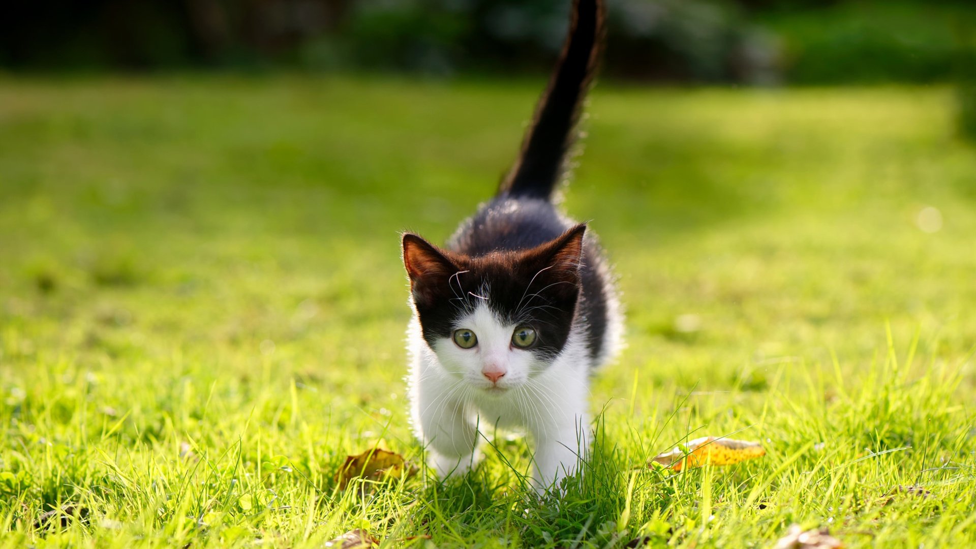 KAIYUNAPP-东契奇精妙传球助攻创新高，东契奇传球集锦