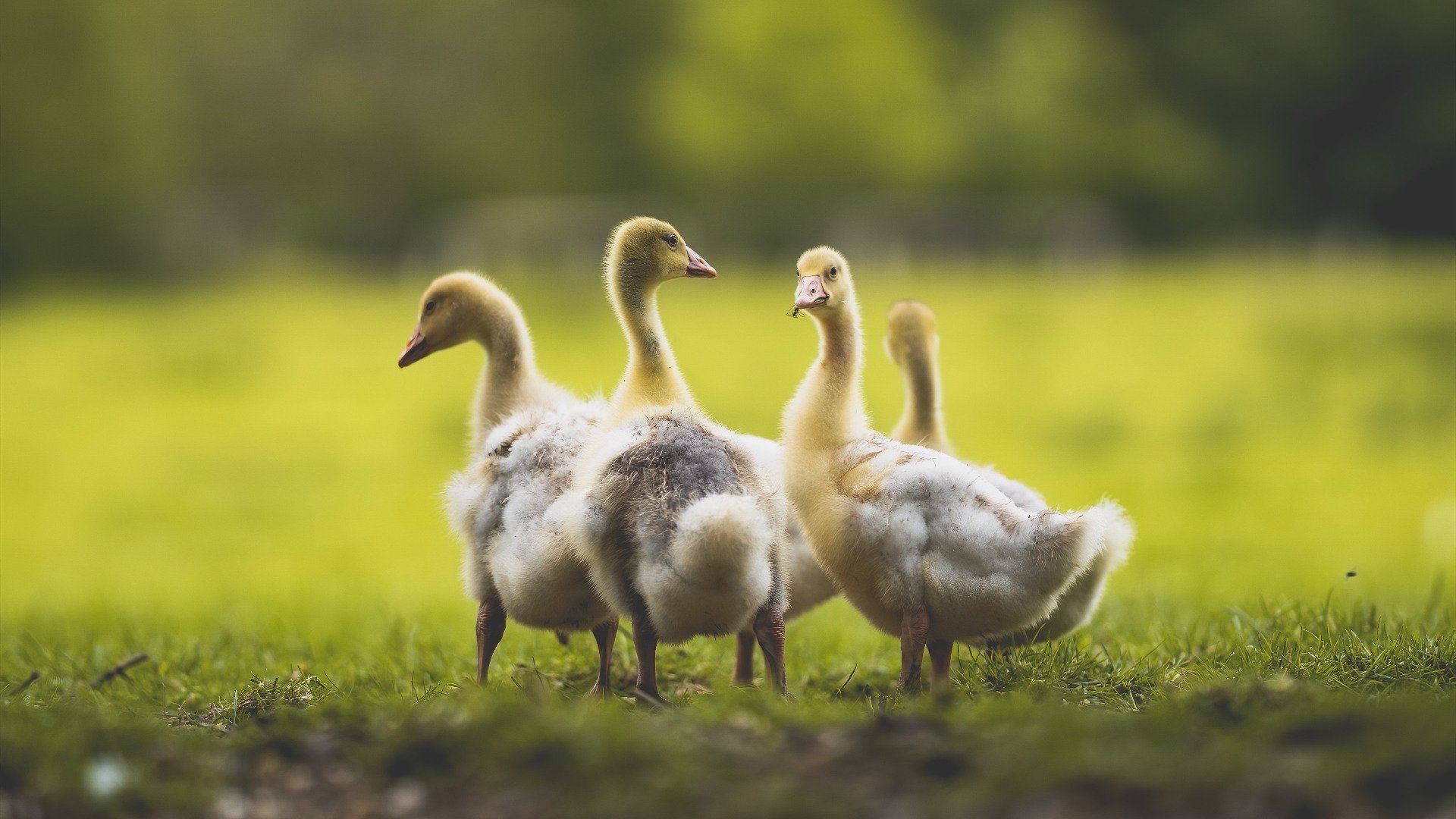 开云·体育官网-利物浦1-0伯恩茅斯，萨拉赫制胜，利物浦3-0伯恩利