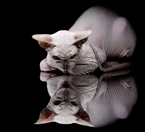 欧洲足球冠军联赛胜负难料,竞技使命恢宏,欧洲足联冠军联赛