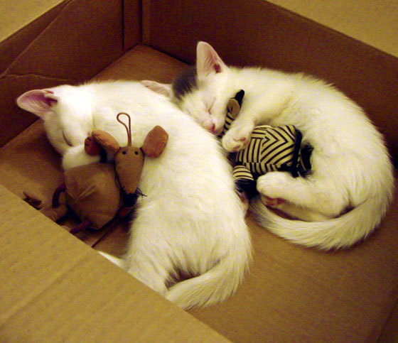 开云中国大陆-湖人队球队新援快速融入球队，湖人队最新加盟球员