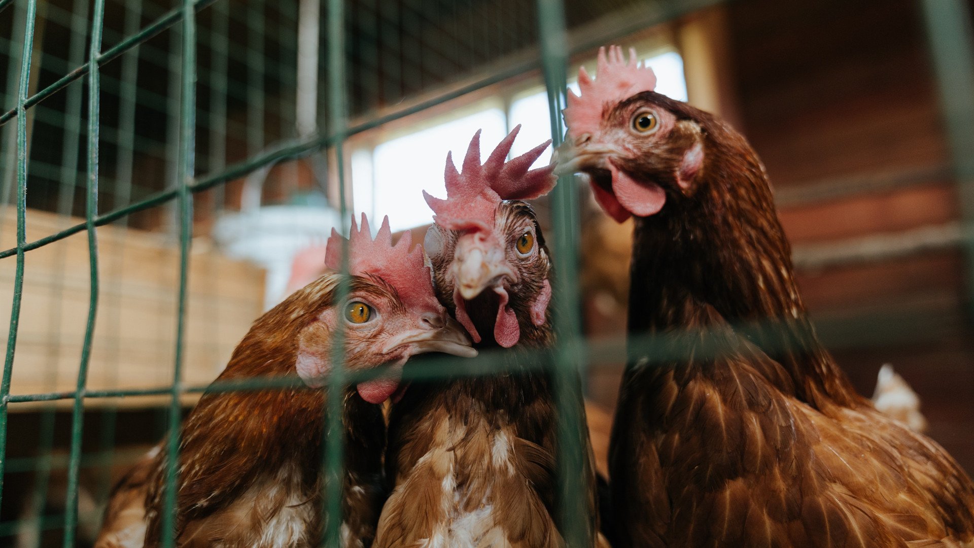 猛龙队备战战术有新变化 瞄准提升战绩,猛龙队百度百科