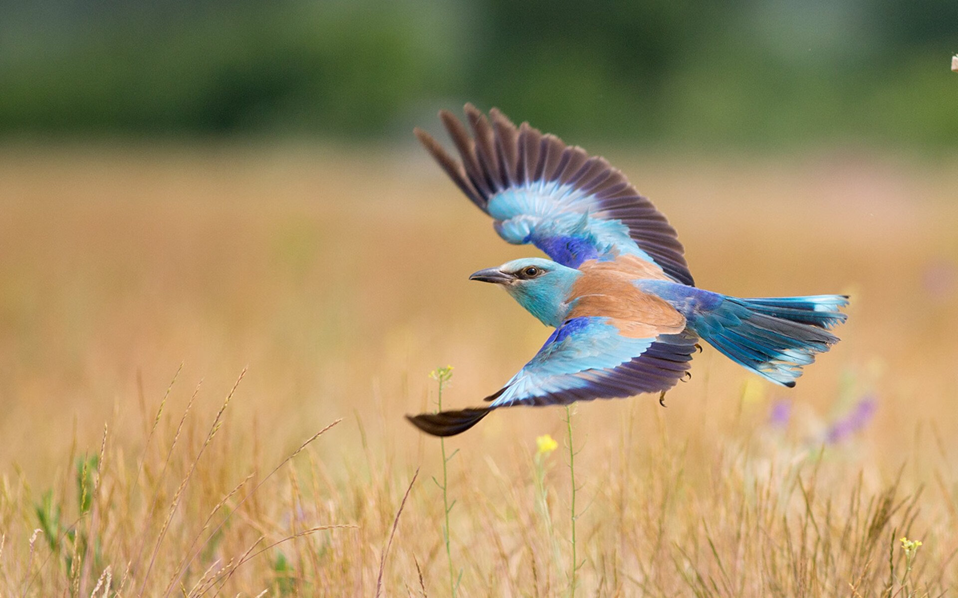 独行侠队外线命中率攀升,成为亮点,独行侠队战绩