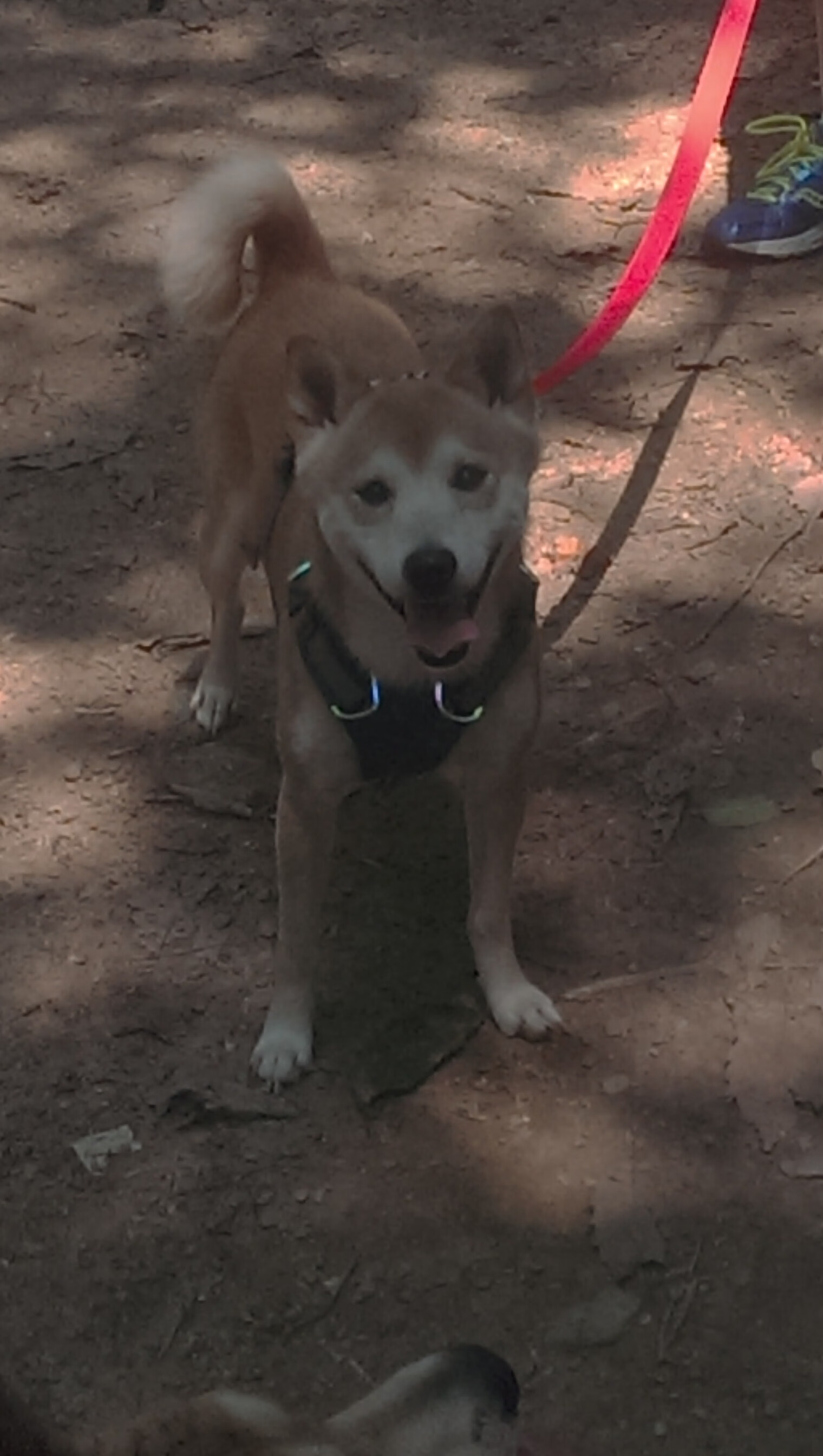 开云体育-竞逐巅峰！球员们拼尽全力，为胜利拼搏，竞逐巅峰!球员们拼尽全力,为胜利拼搏