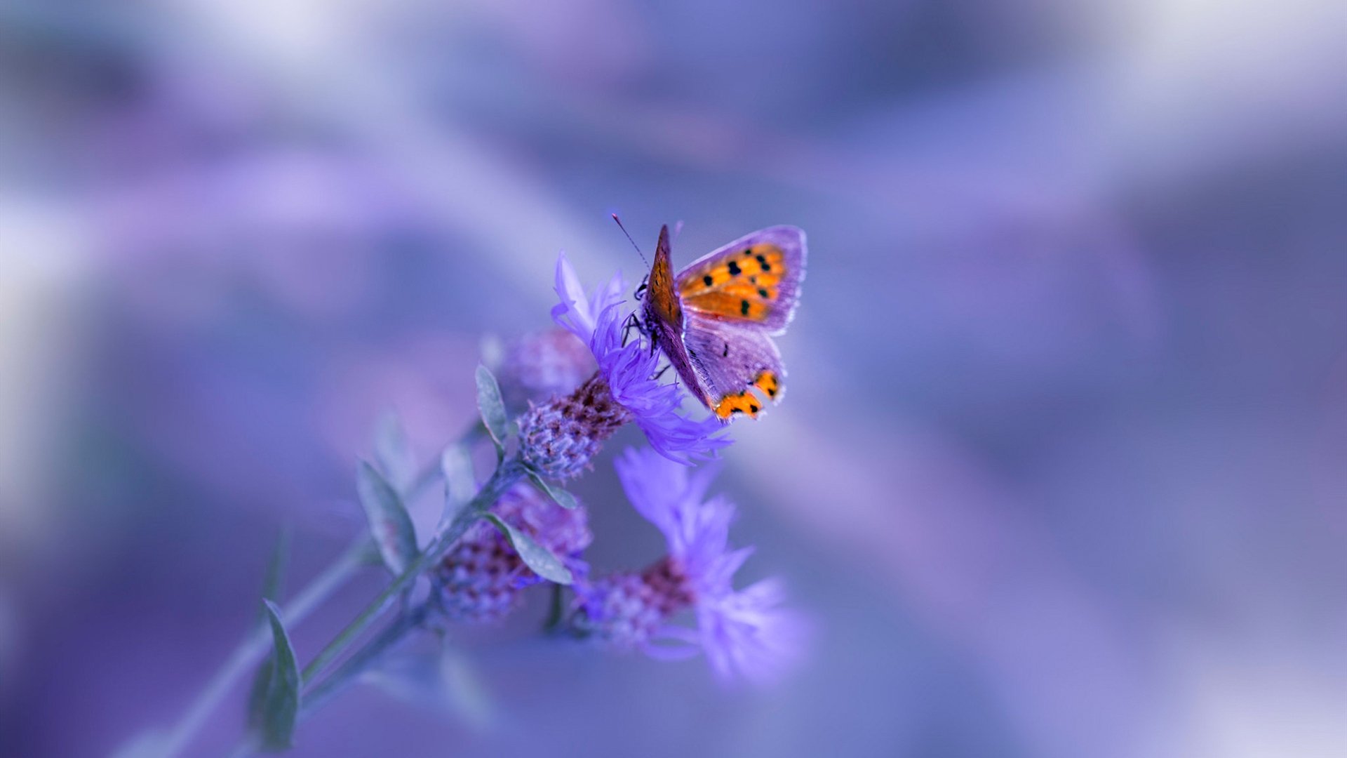 kaiyun开云·官方网站-韩国社会福利体系持续完善，韩国社会福利现状