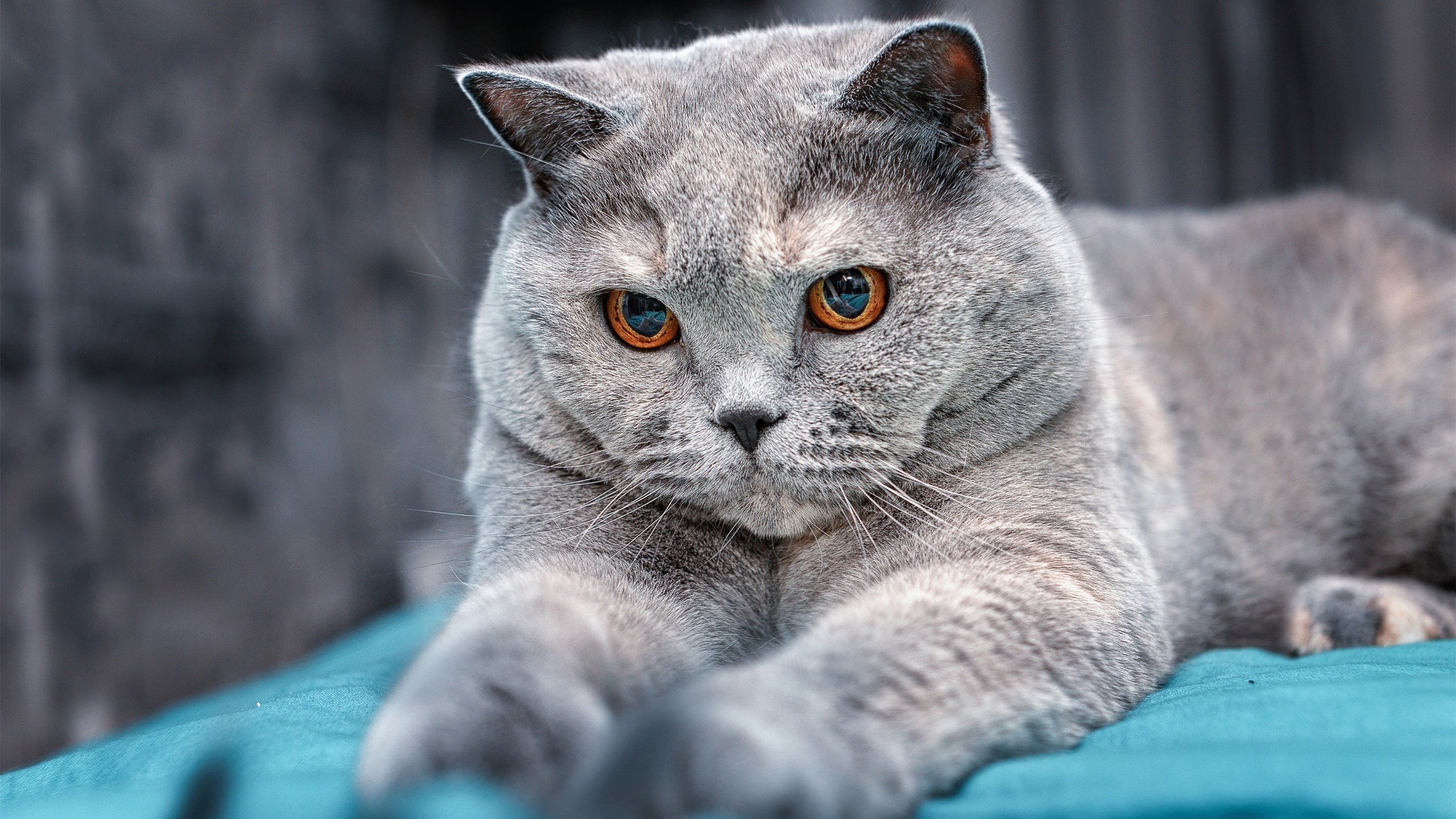 全国马拉松青少年跑团激发全民健身热情,跑遍全国马拉松