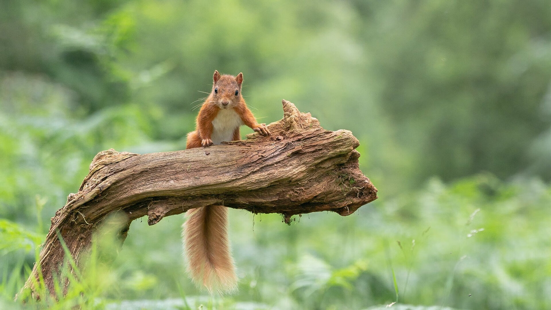“飞盘竞技:三叉湖田径场为选手提供极速与精准的竞技舞台”