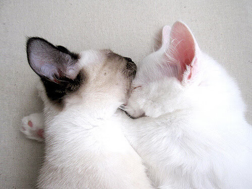 “血与汗的较量,拳击赛四川省体育馆见真章”