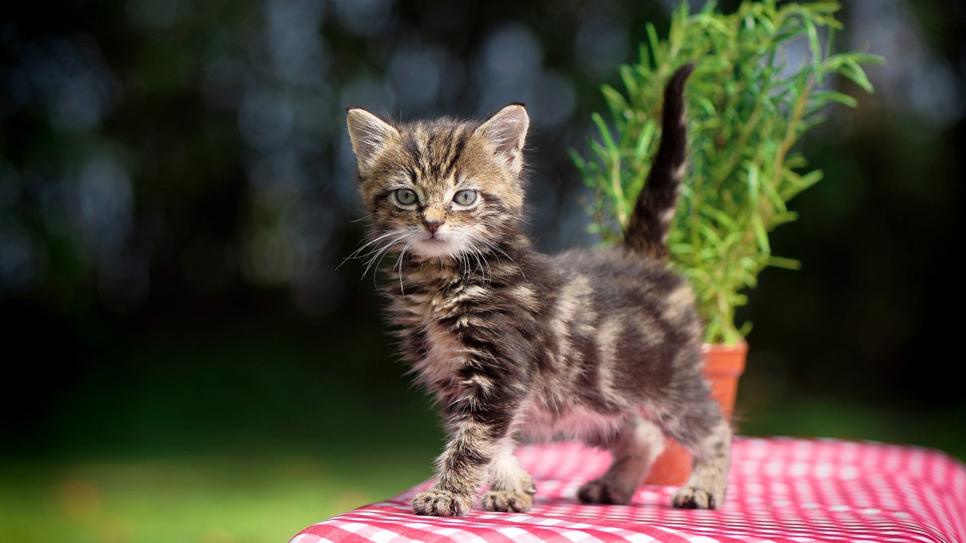 kaiyun网站-新月阵容汇聚坎塞洛、库利巴利、内维斯