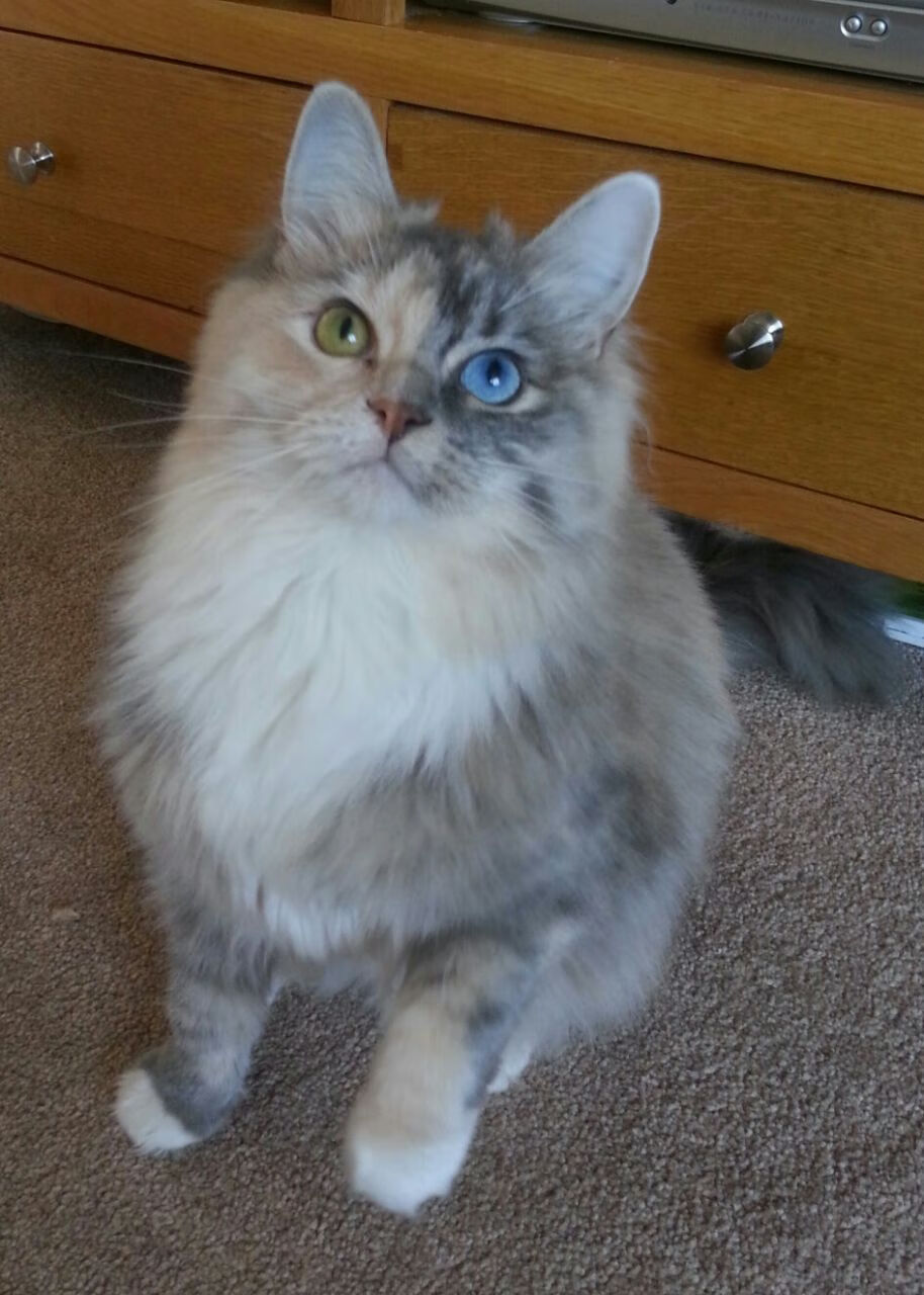 蛙泳冲刺朝鲜节奏精准,蛙泳比赛视频慢放