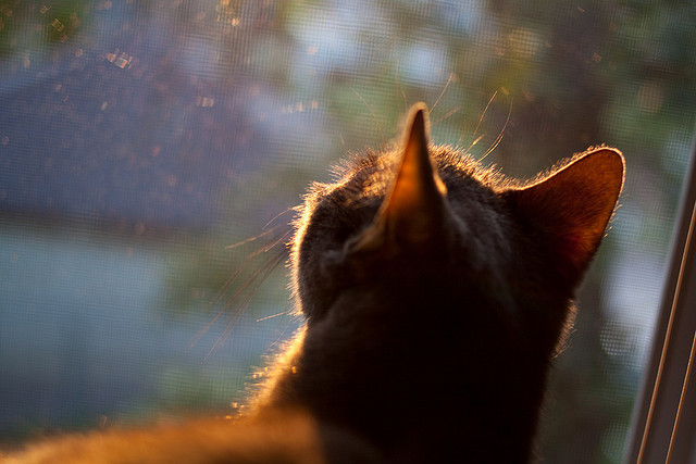 西甲冠军争夺战:高水平压制与反击的巅峰对决,西甲 争冠
